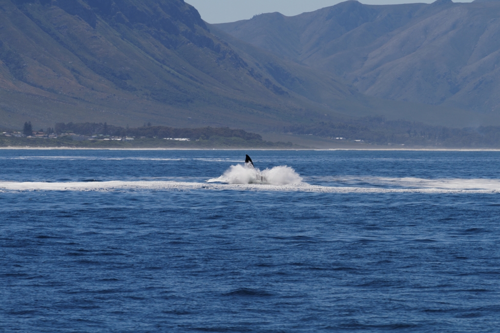 01- Hermanus (7).jpg